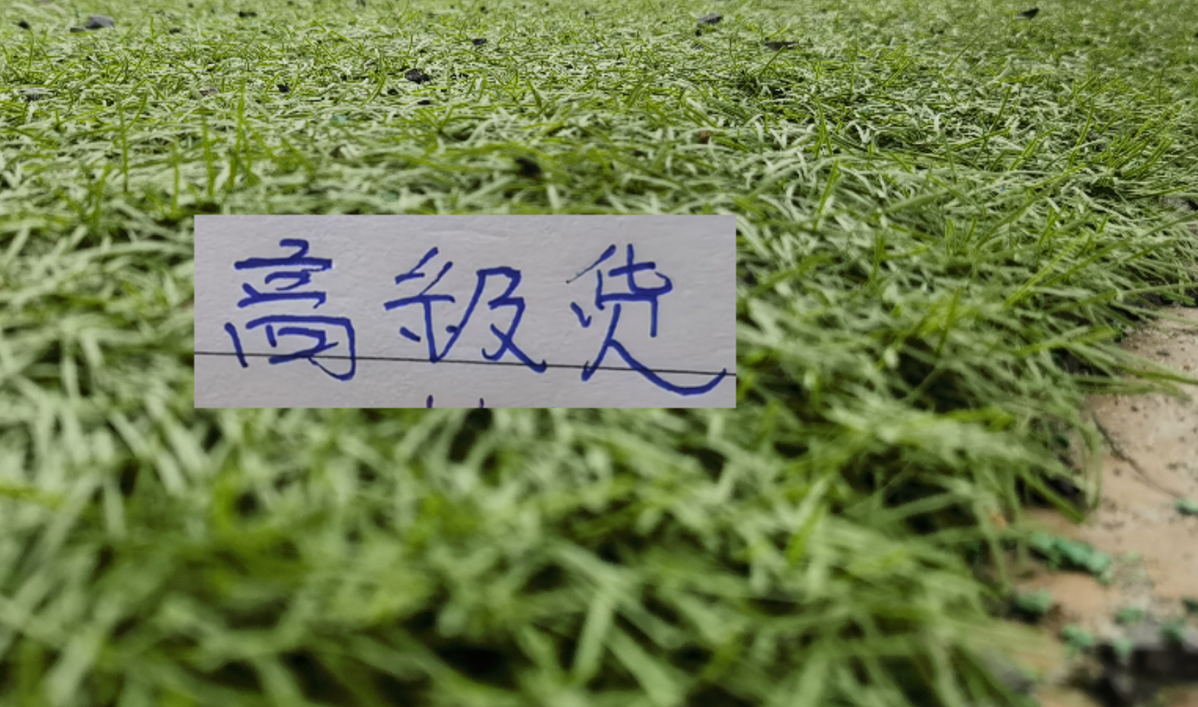188金宝博体育-中超前7轮五大宝藏引援！领头羊+有马莱莱大连 都成功捡漏